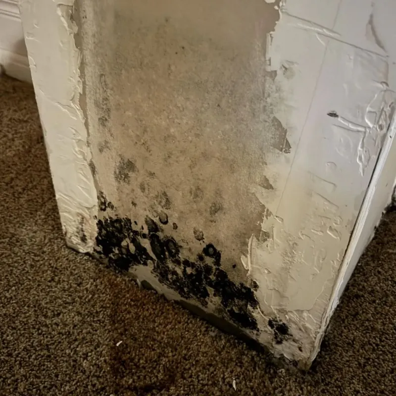 Professional Mold Removal in Laurel, VA